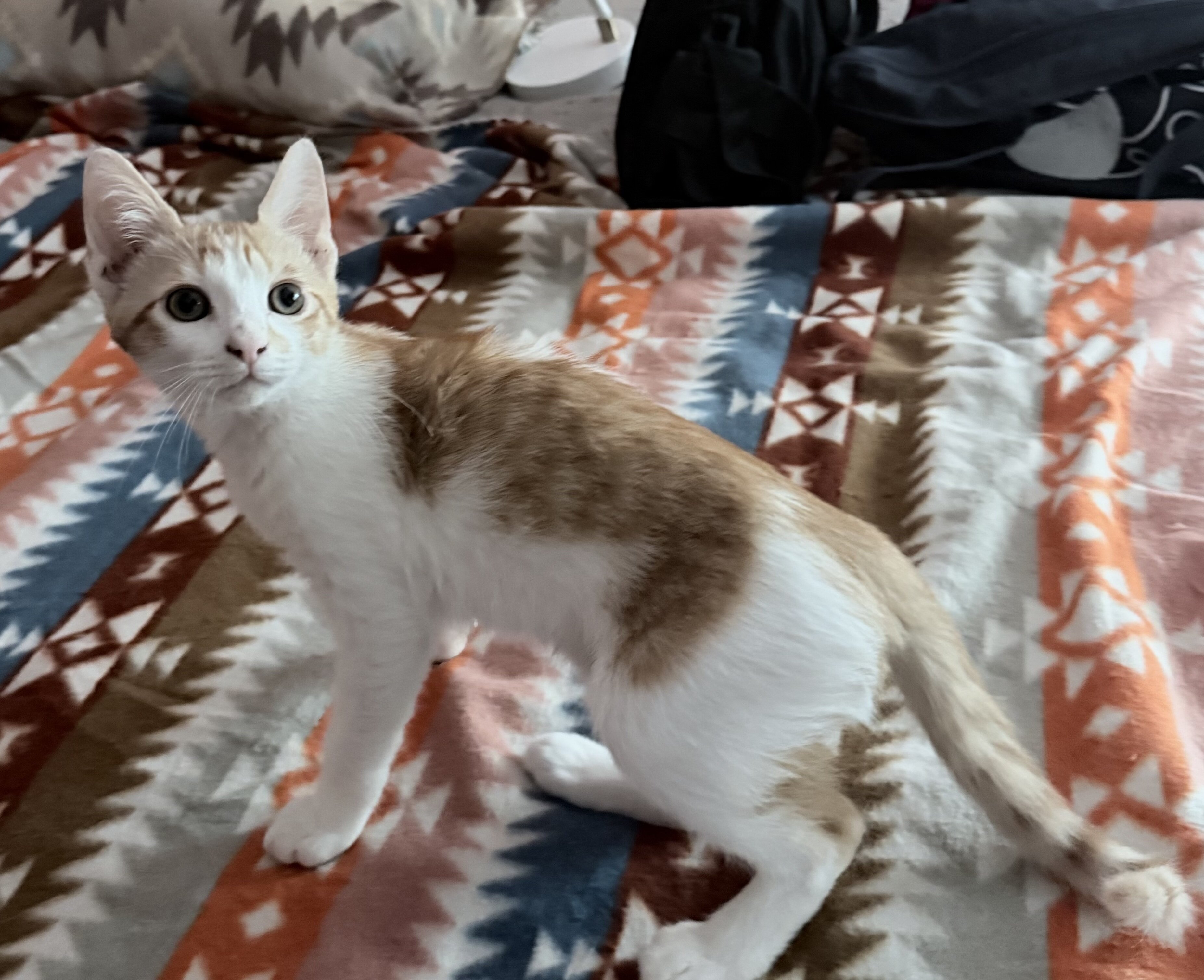 Boy Kitten Affectionate Purrs Friendly image 1
