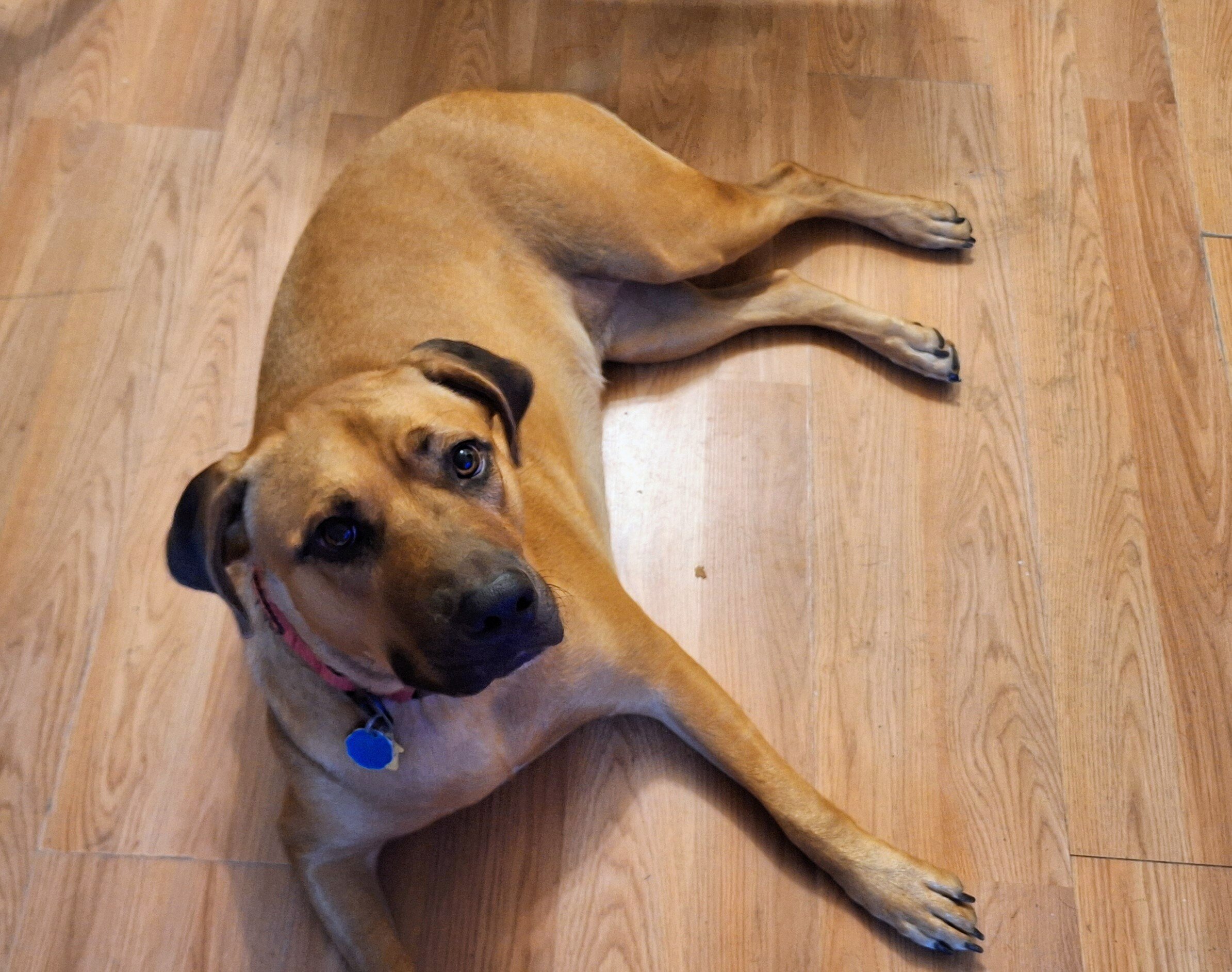 Pitbull mix image 1