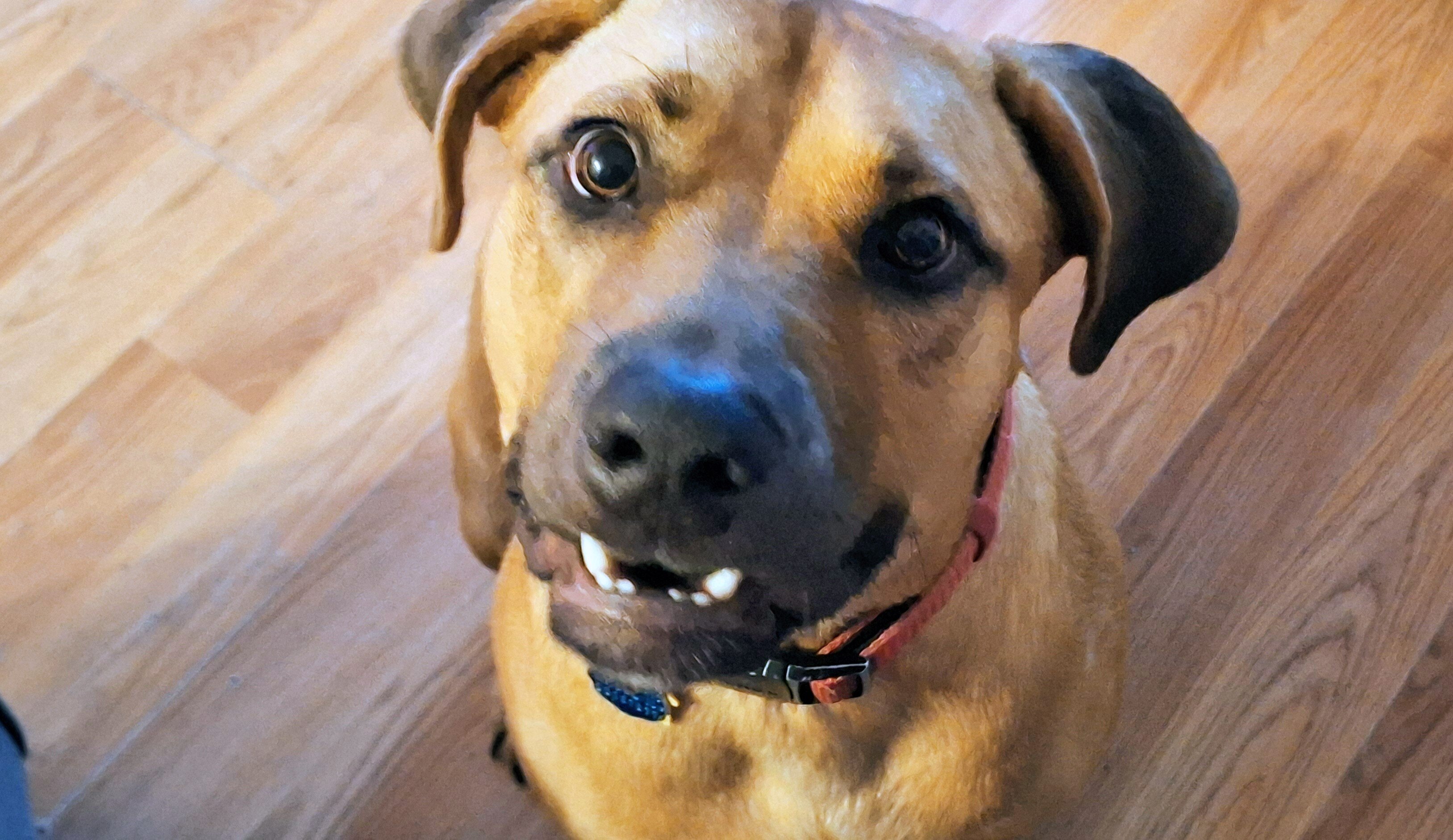 Pitbull mix image 2