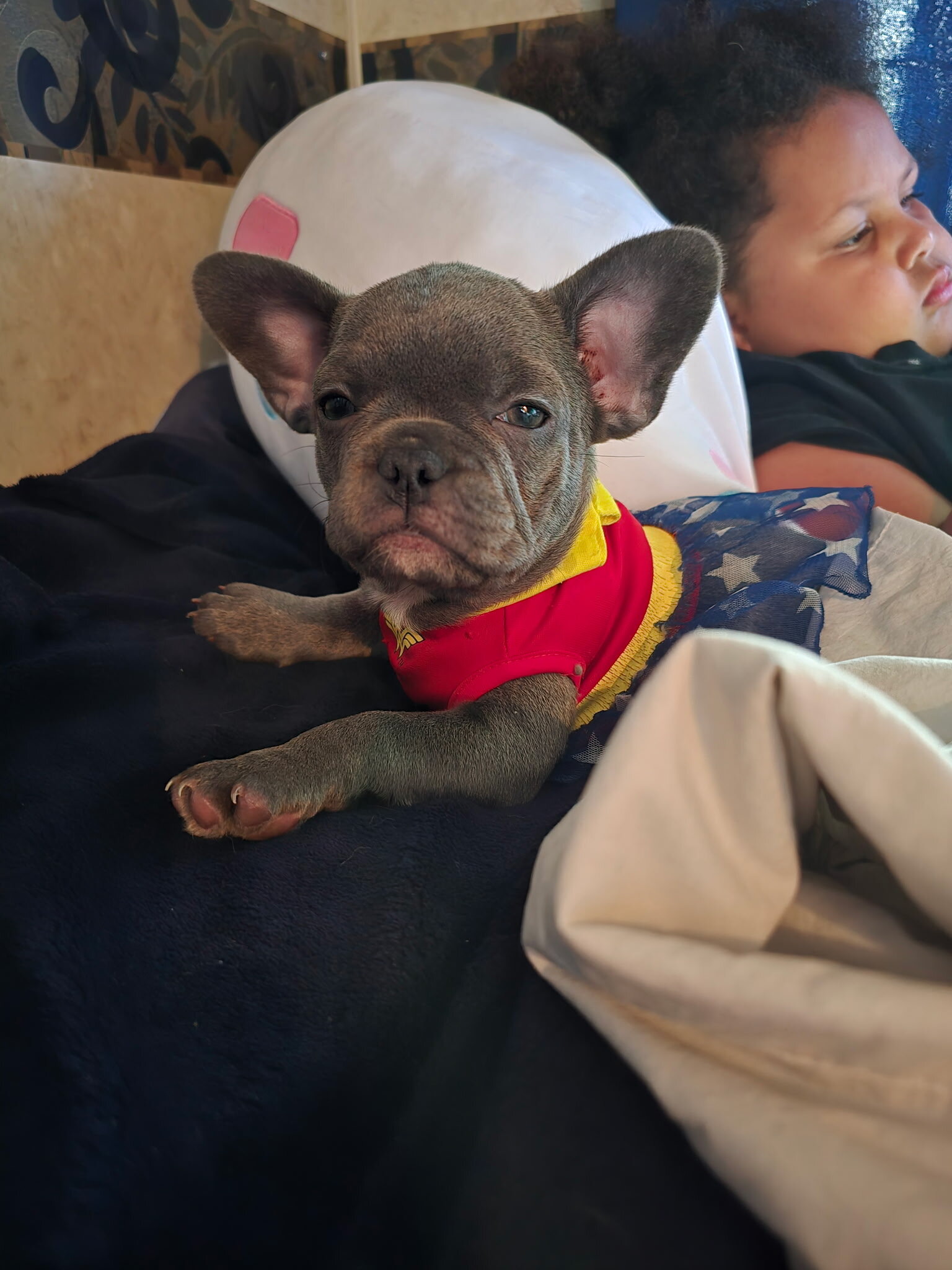 French bulldog image 2