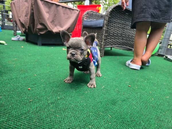French bulldog image 1