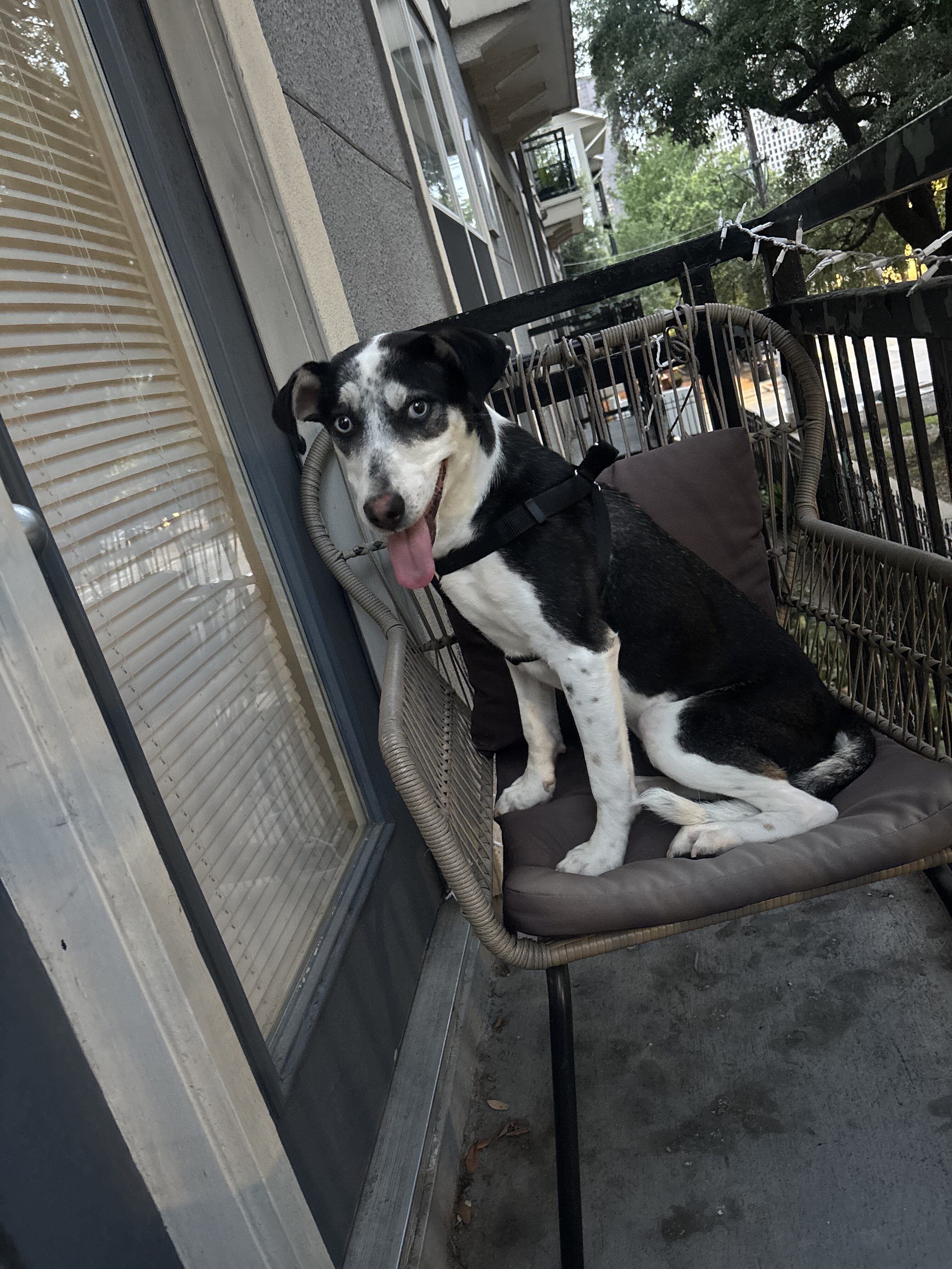 Border collie husky mix image 1