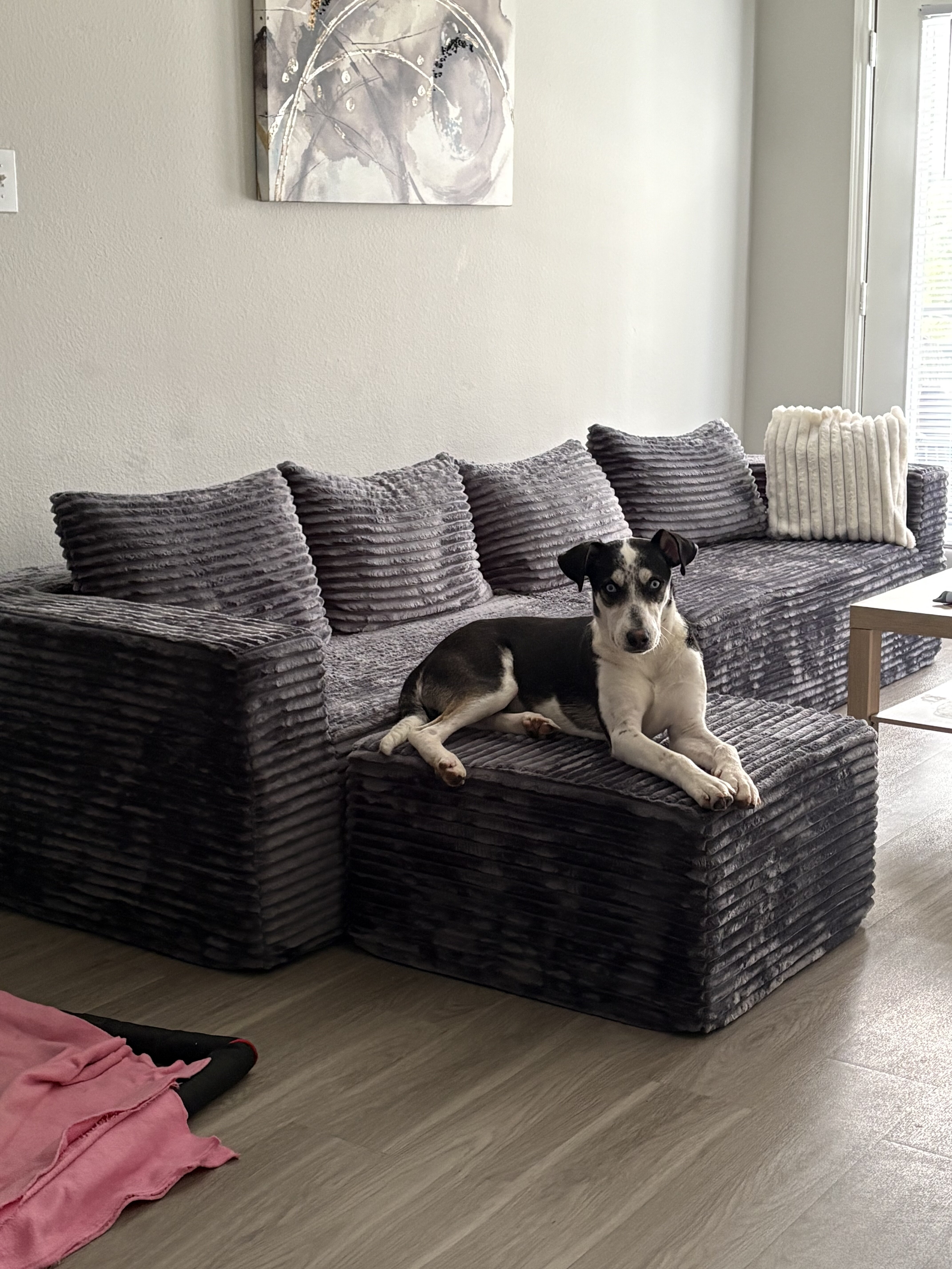 Border collie husky mix image 2
