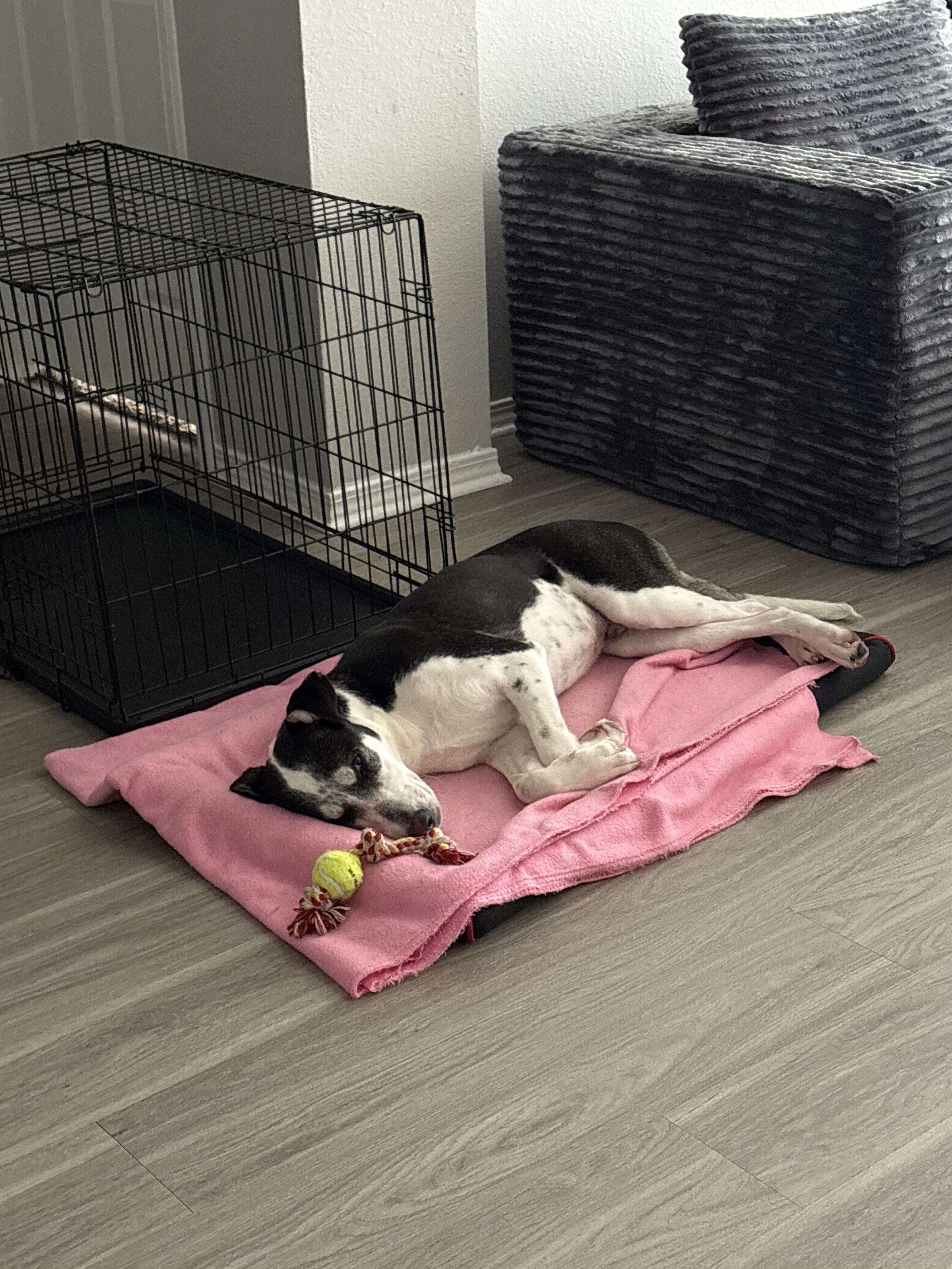 Border collie husky mix image 3