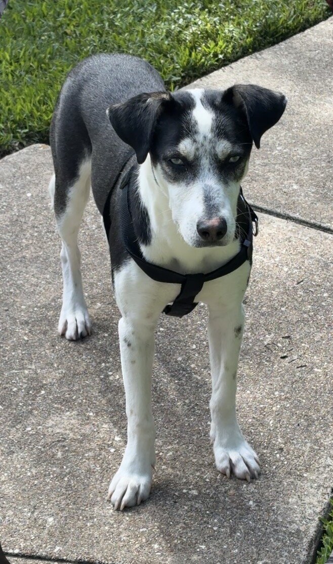 Border collie husky mix image 4