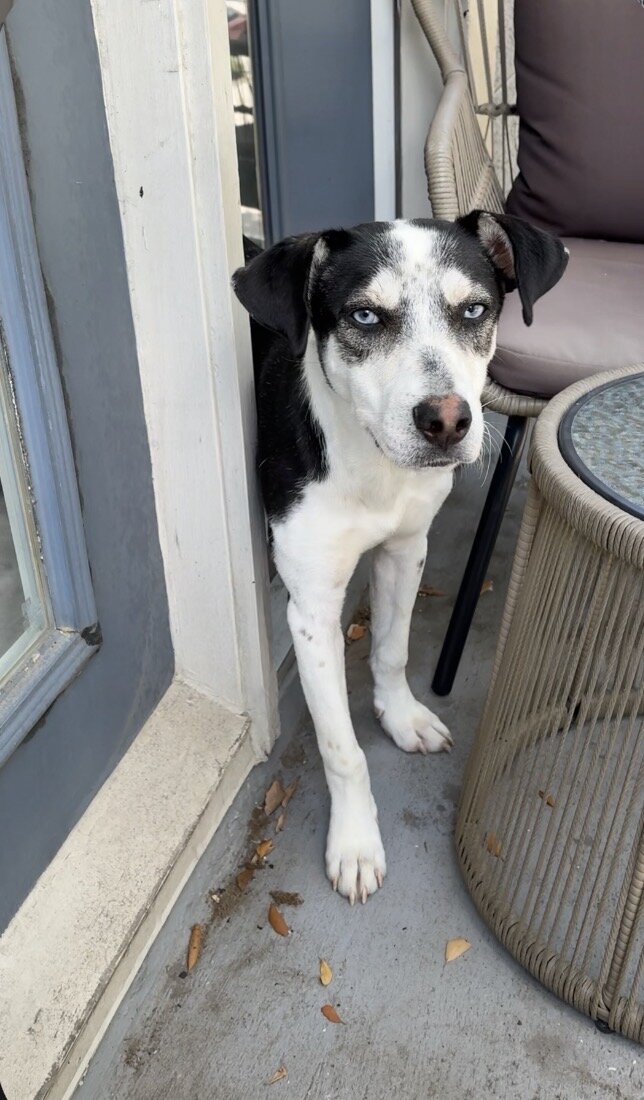 Border collie husky mix image 5
