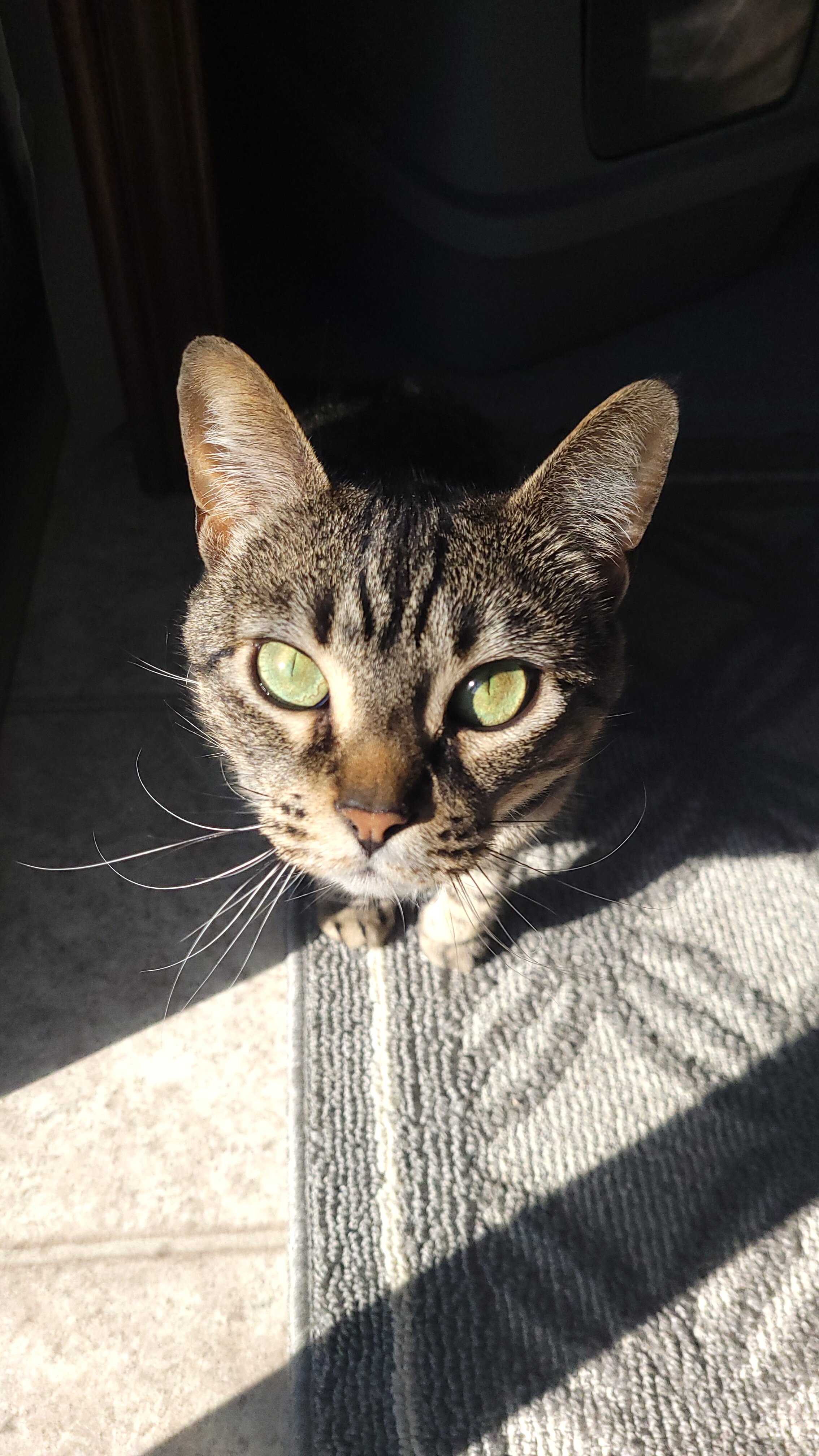 Cat image 3