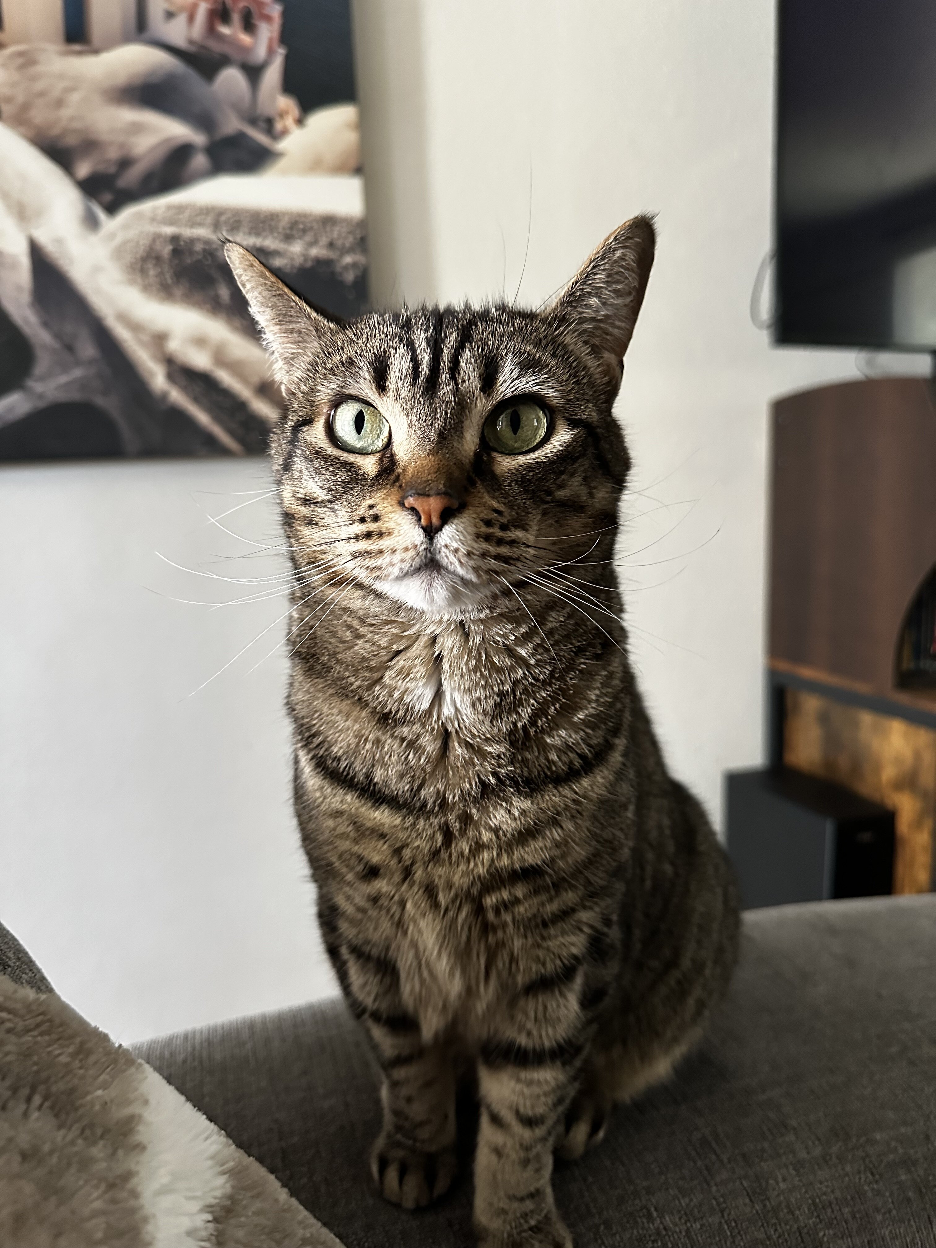 Cat image 1
