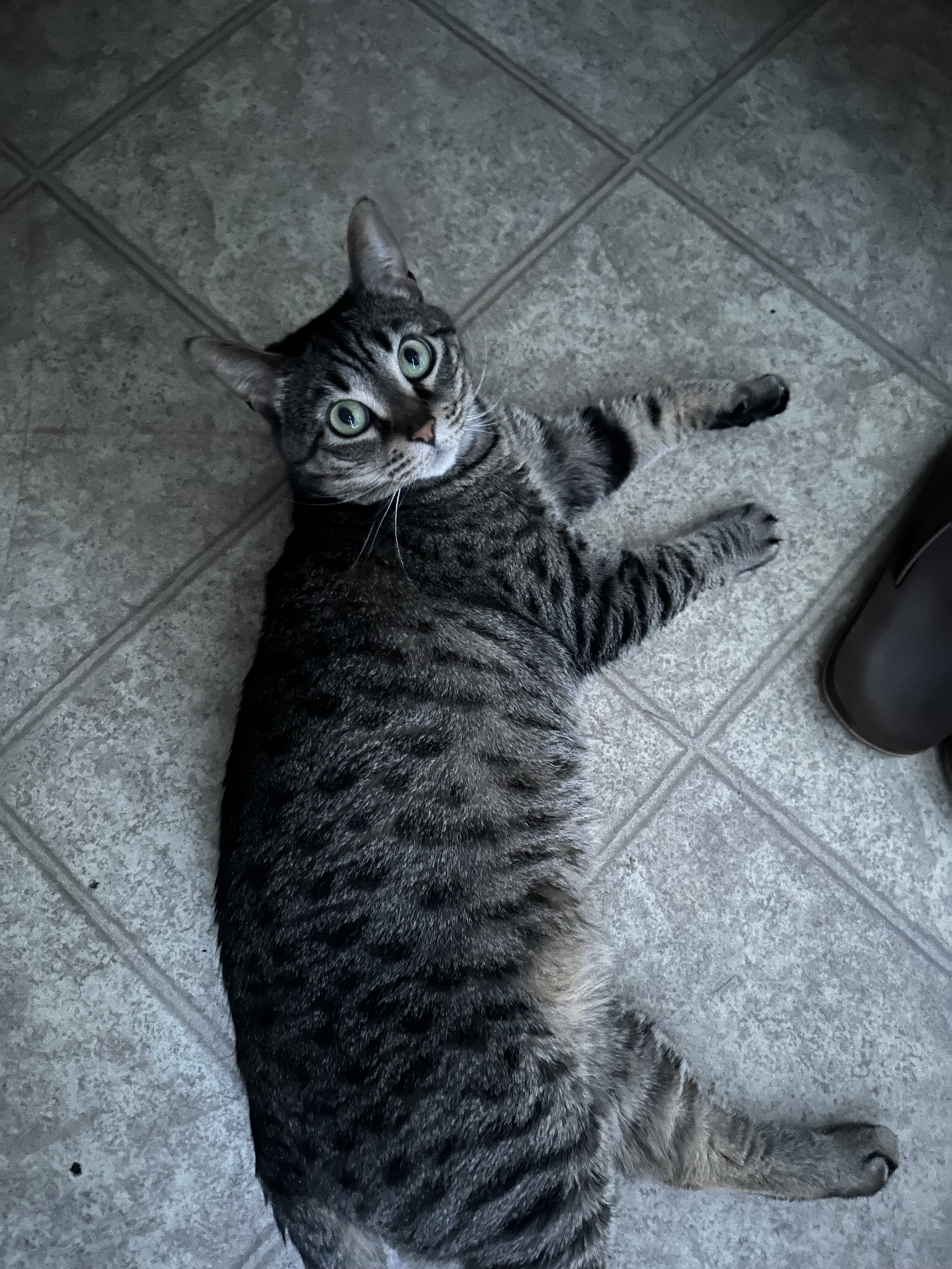 Cat image 2