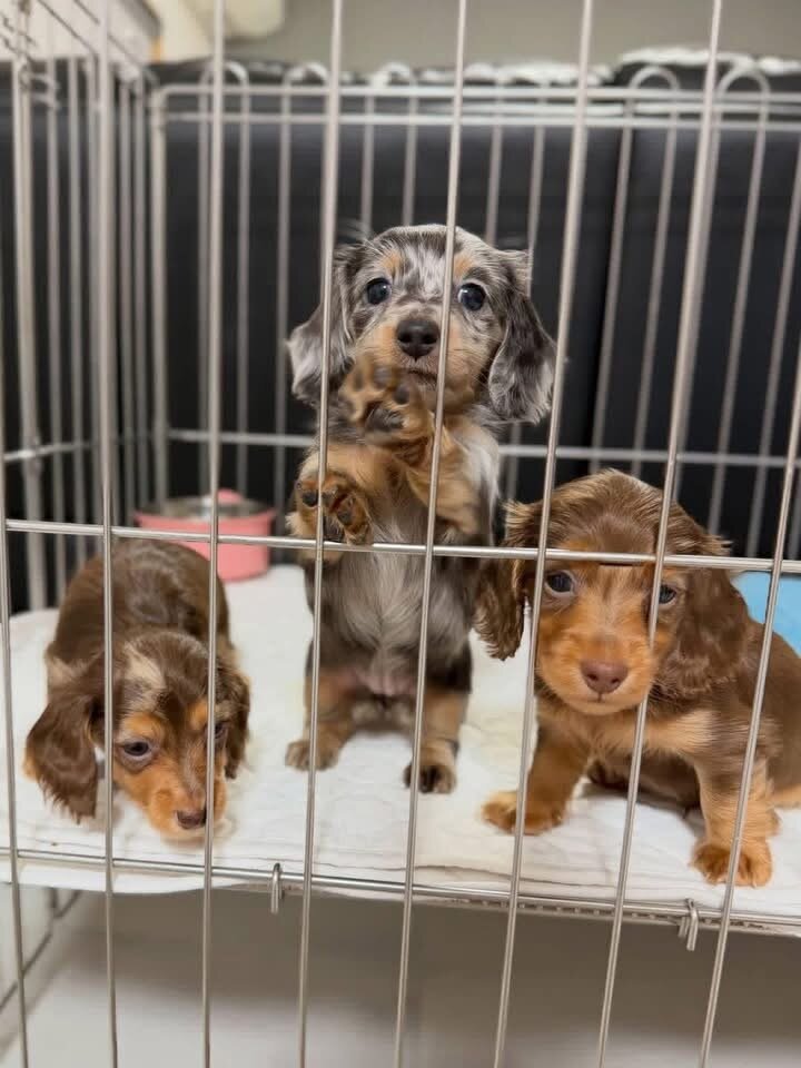 Miniature dachshund puppies image 1