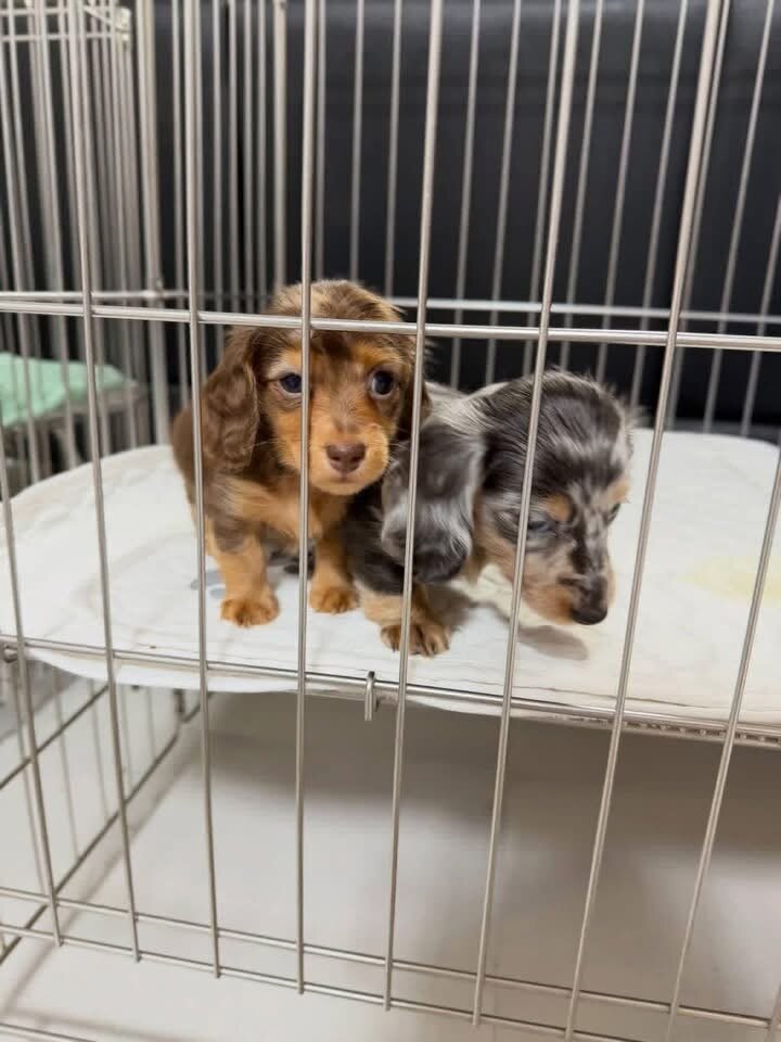 Miniature dachshund puppies image 2