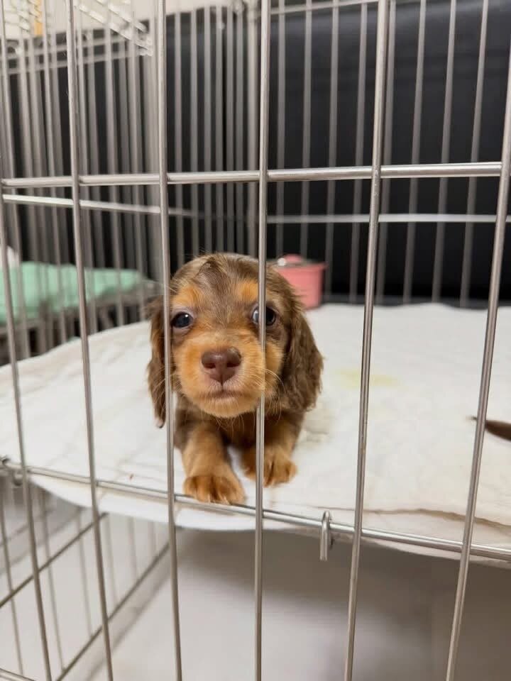 Miniature dachshund puppies image 3