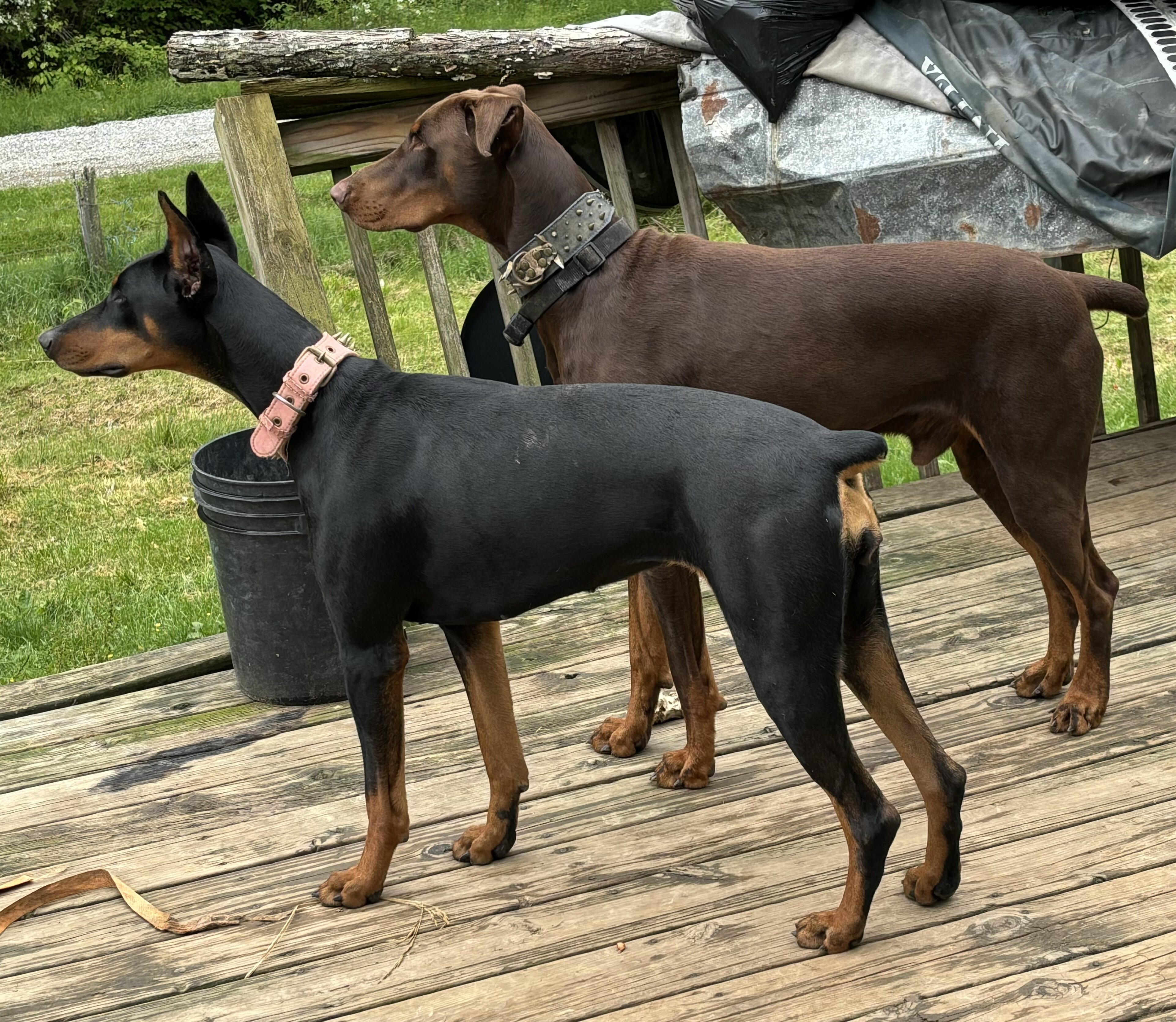 Akc Dobermans image 1