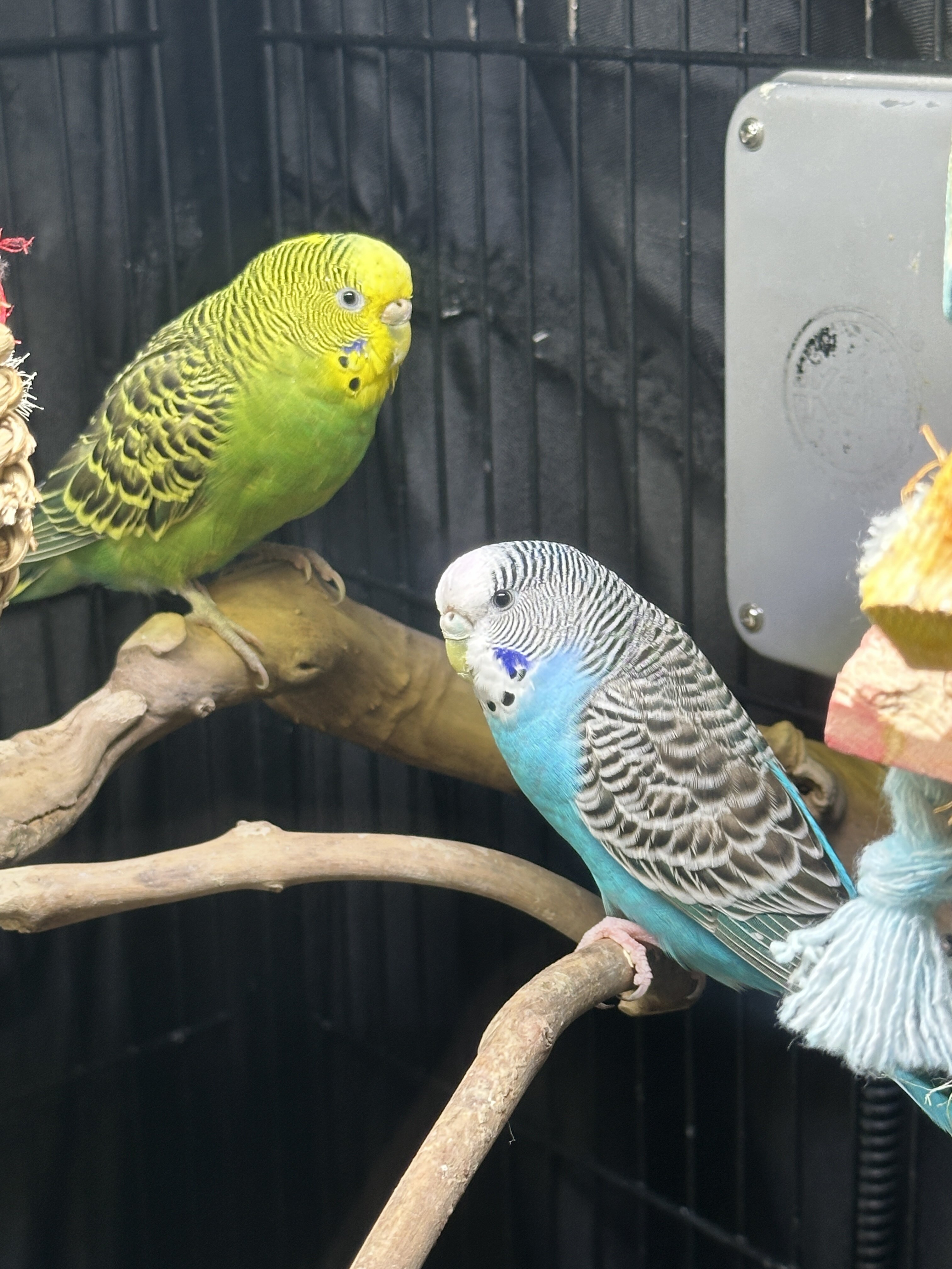 2 Budgies image 1