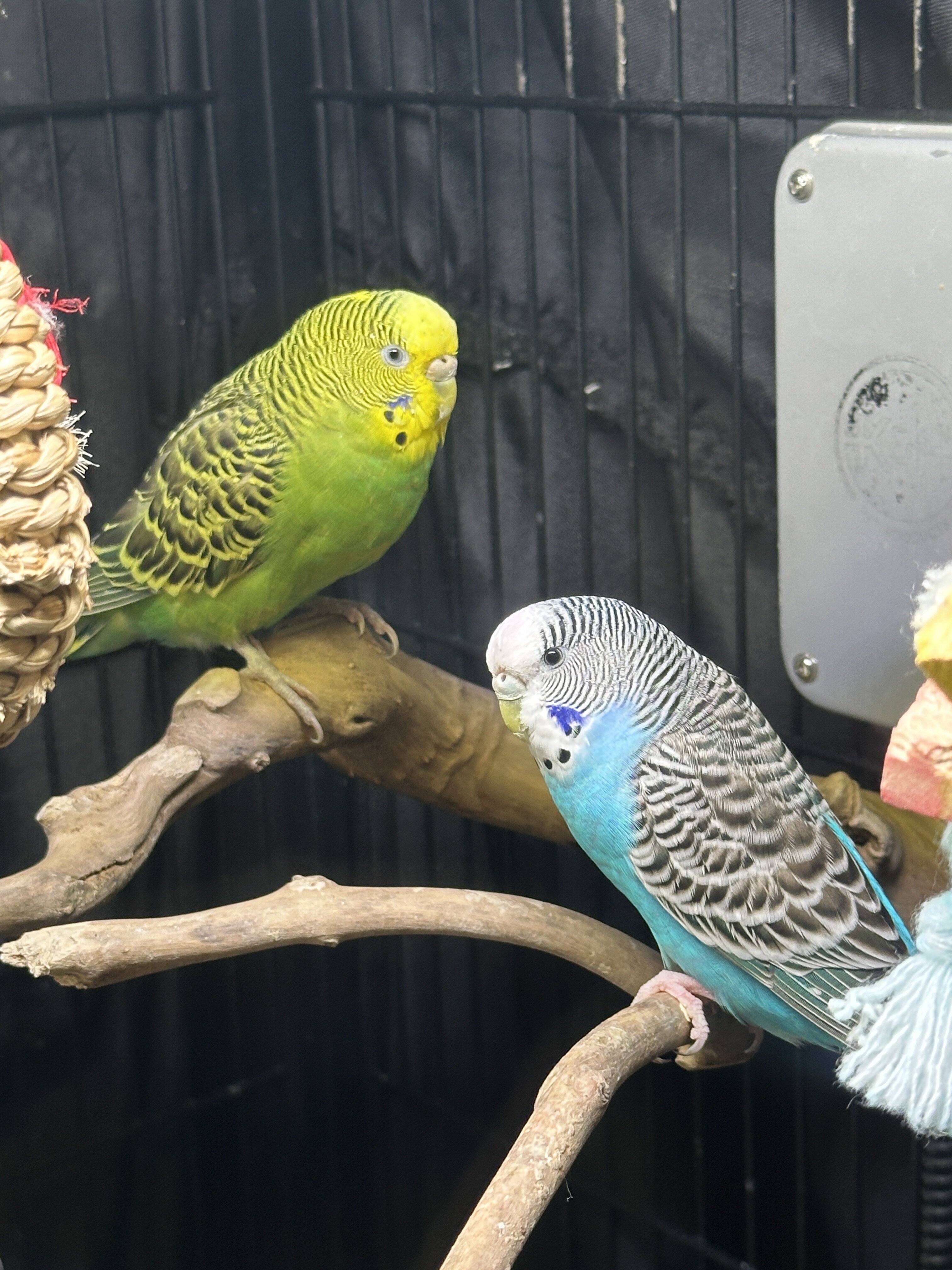 2 Budgies image 2