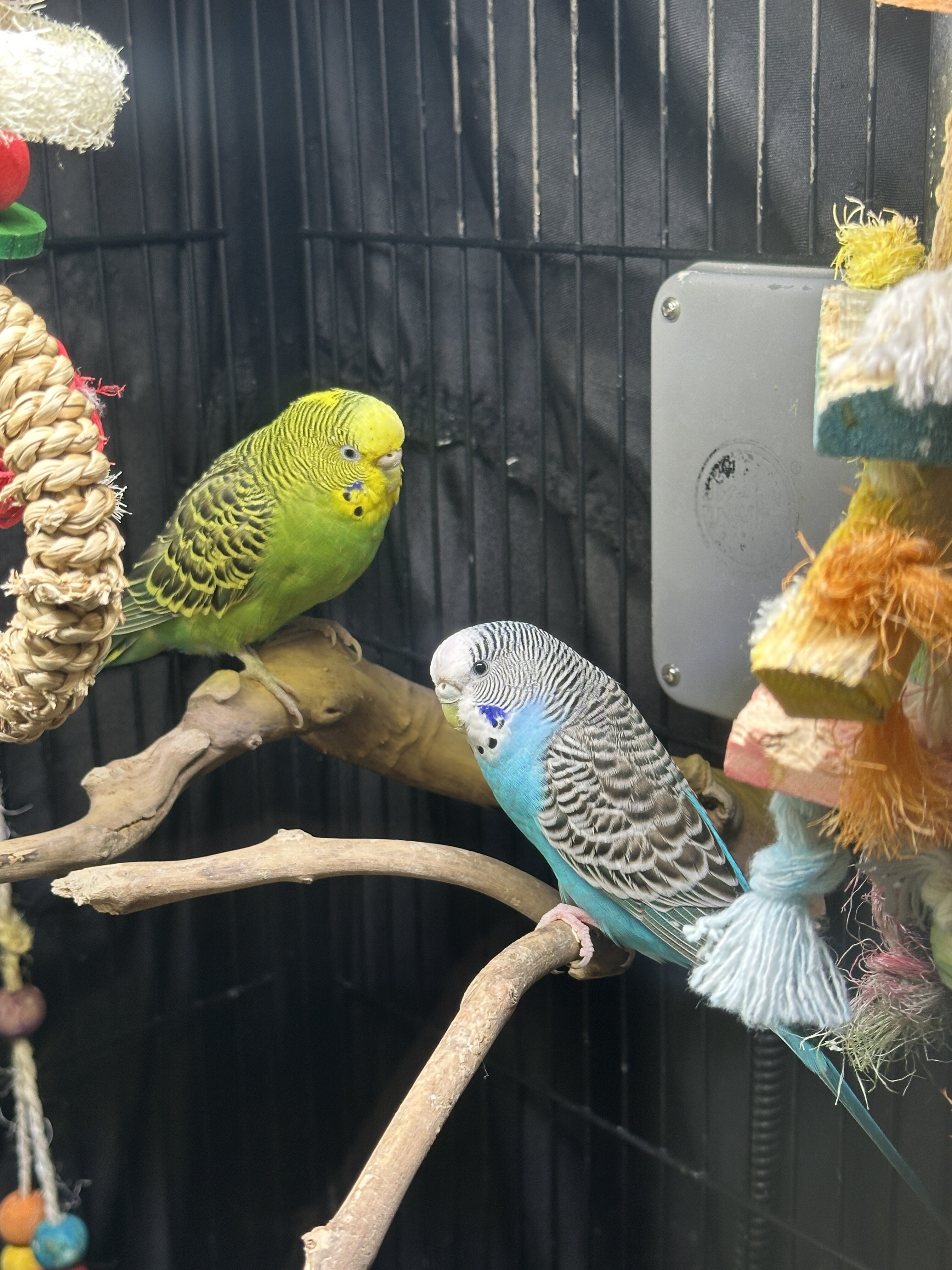 2 Budgies image 3