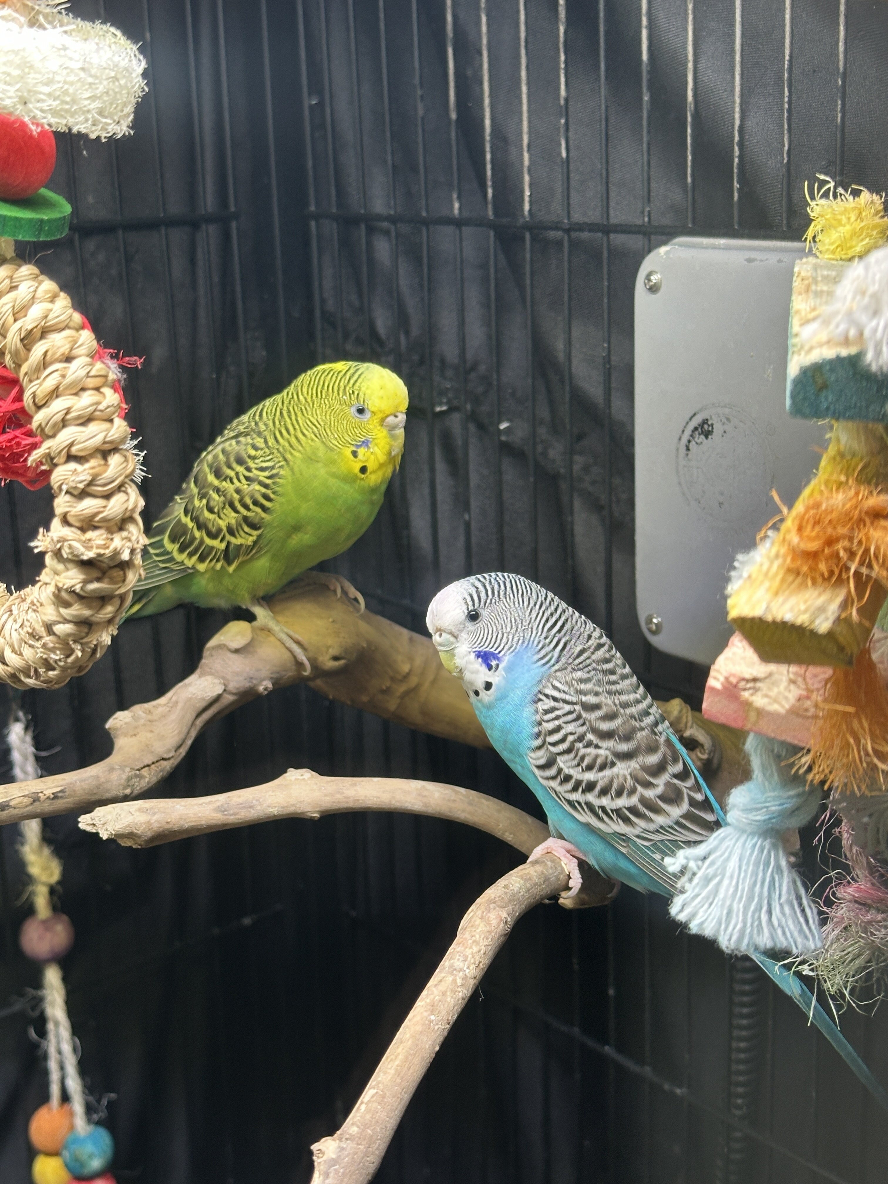 2 Budgies image 4