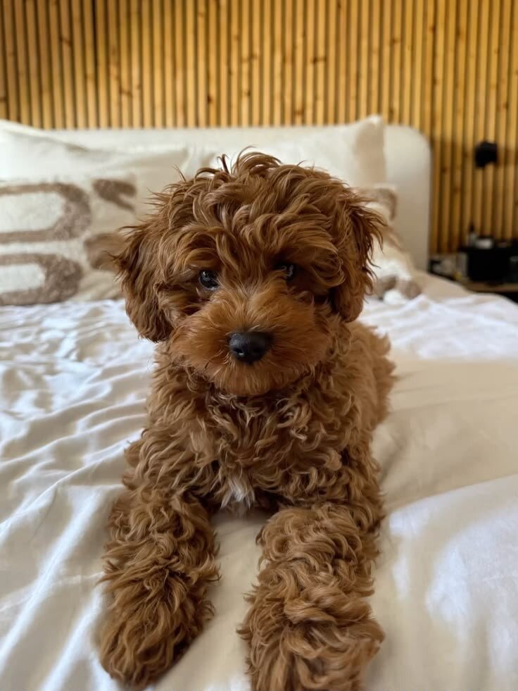 Cavapoo puppy image 1