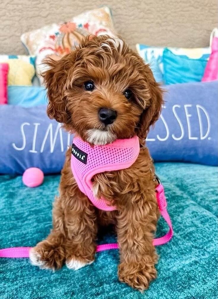 Cavapoo puppies image 1