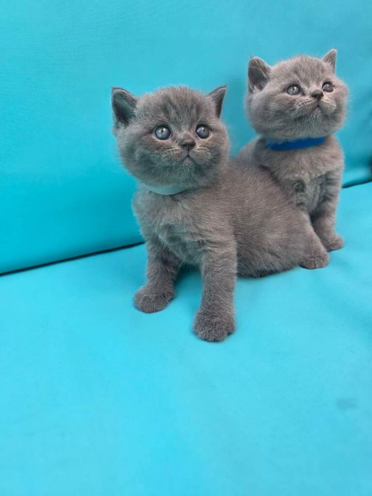 We have adorable 6 British Blue kittens, 3 boys an image 5