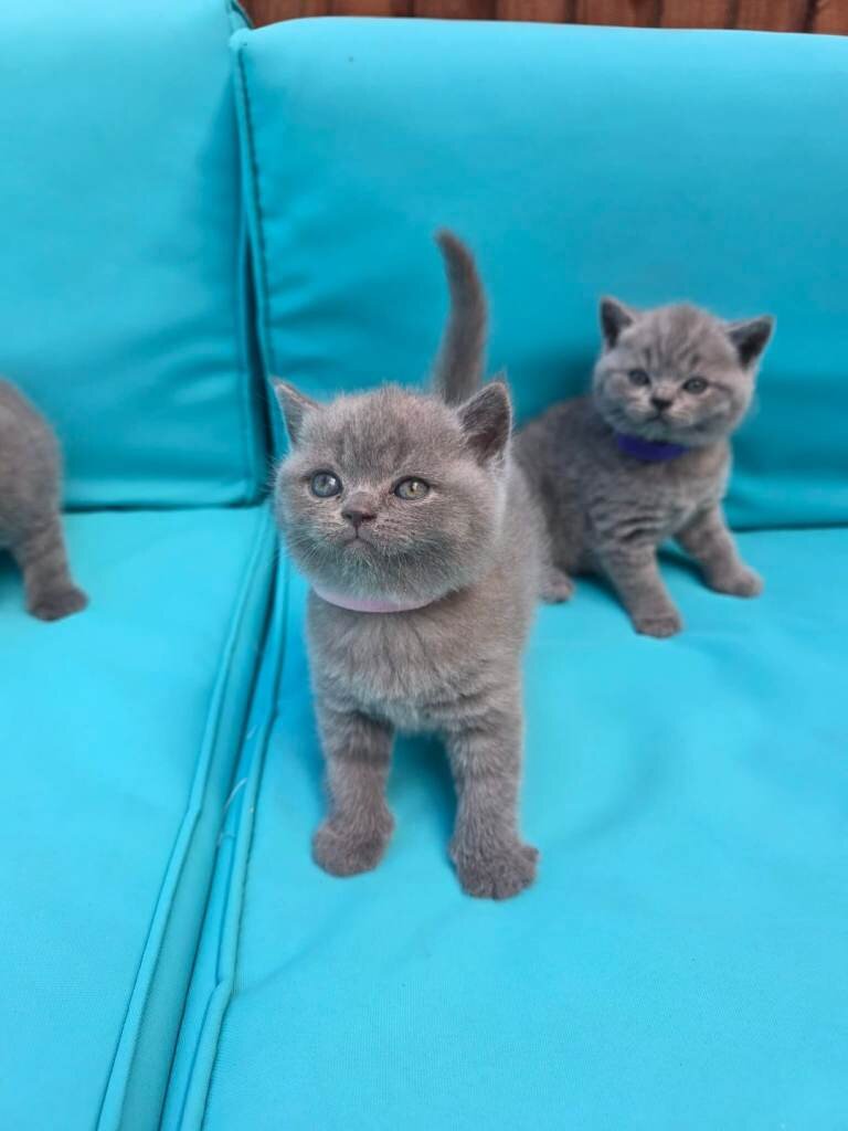 We have adorable 6 British Blue kittens, 3 boys an image 4