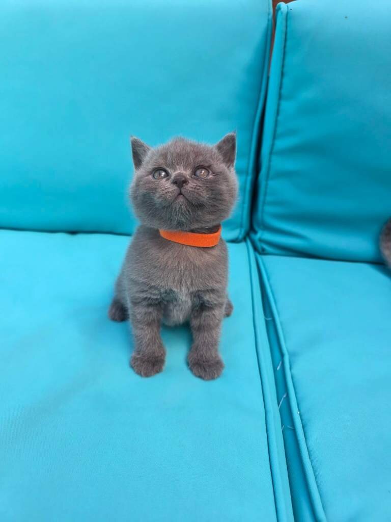 We have adorable 6 British Blue kittens, 3 boys an image 2