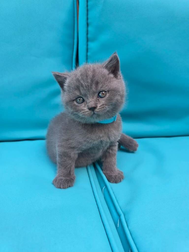 We have adorable 6 British Blue kittens, 3 boys an image 3