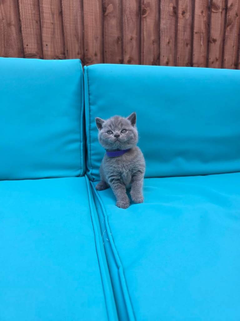 We have adorable 6 British Blue kittens, 3 boys an image 1