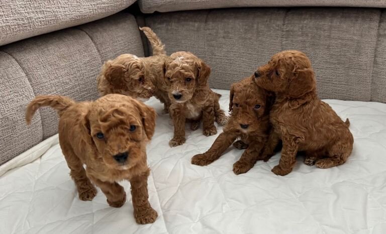 Chocolate Brown & Apricot Pedigree Poodles image 2