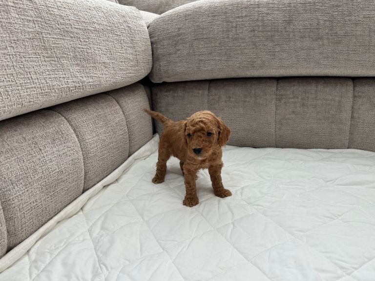 Chocolate Brown & Apricot Pedigree Poodles image 1