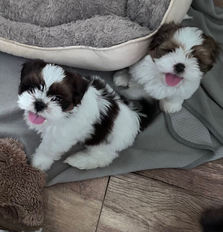 Shih Tzu puppies ready now image 4