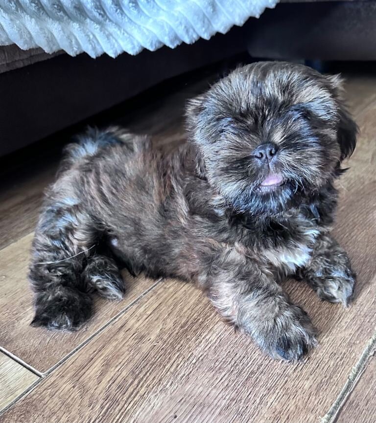 Shih Tzu puppies ready now image 2