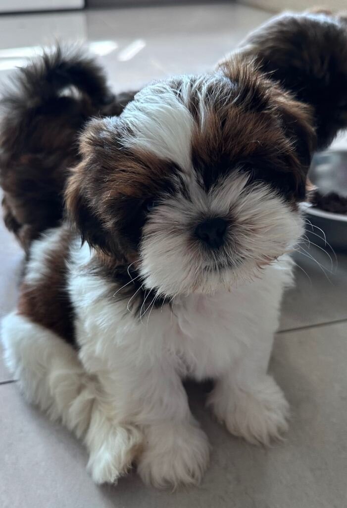Shih Tzu puppies ready now image 3