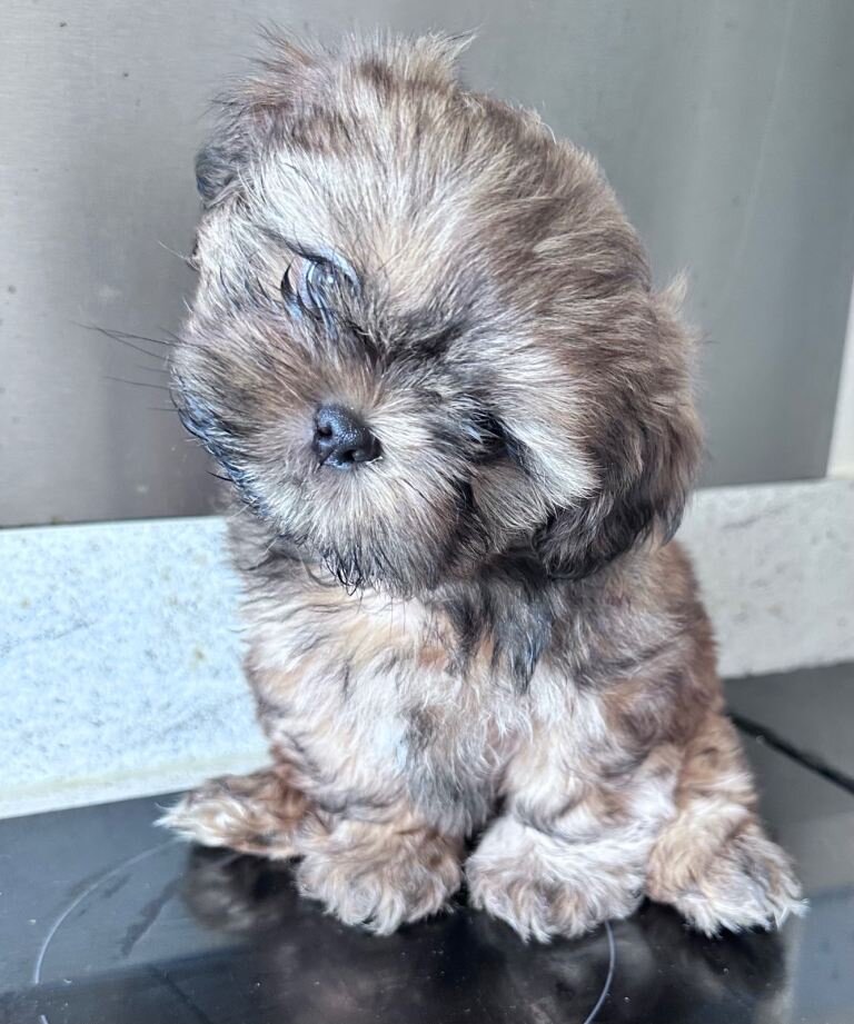 Shih Tzu puppies ready now image 1