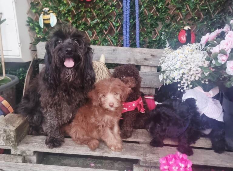 Adorable F1b cockapoo puppies image 1