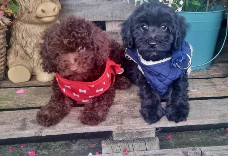 Adorable F1b cockapoo puppies image 2
