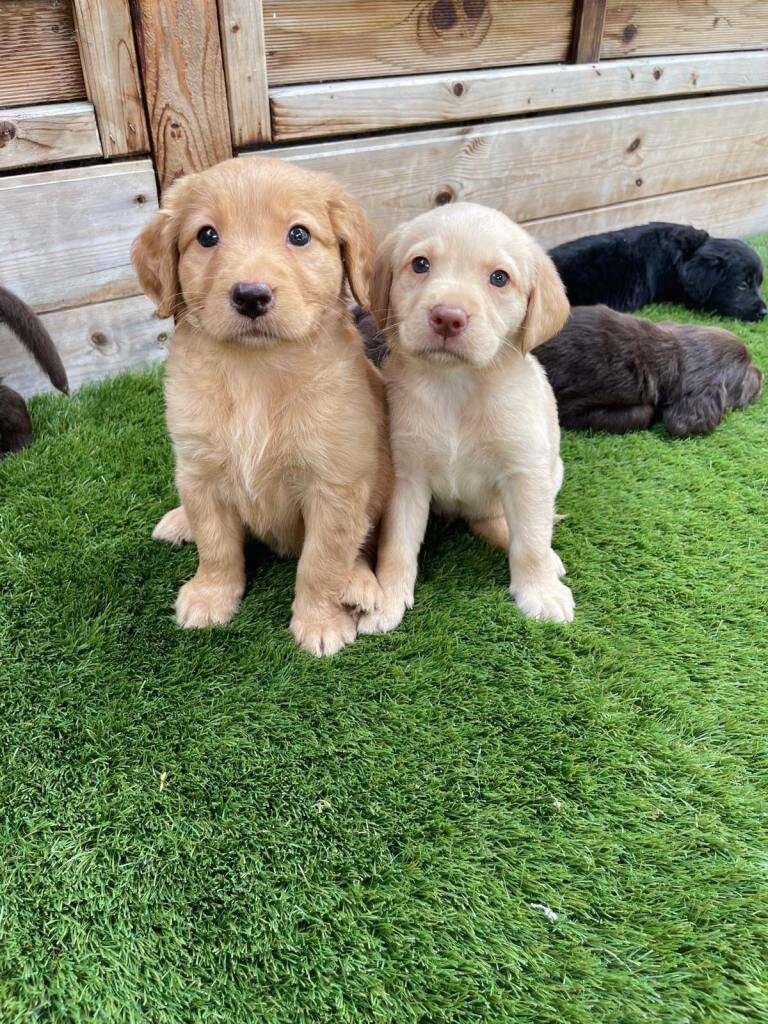 Our beautiful chocolate Labrador Puppies image 2