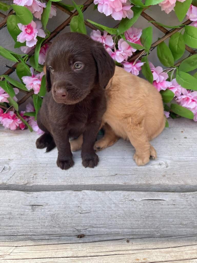 Our beautiful chocolate Labrador Puppies image 3