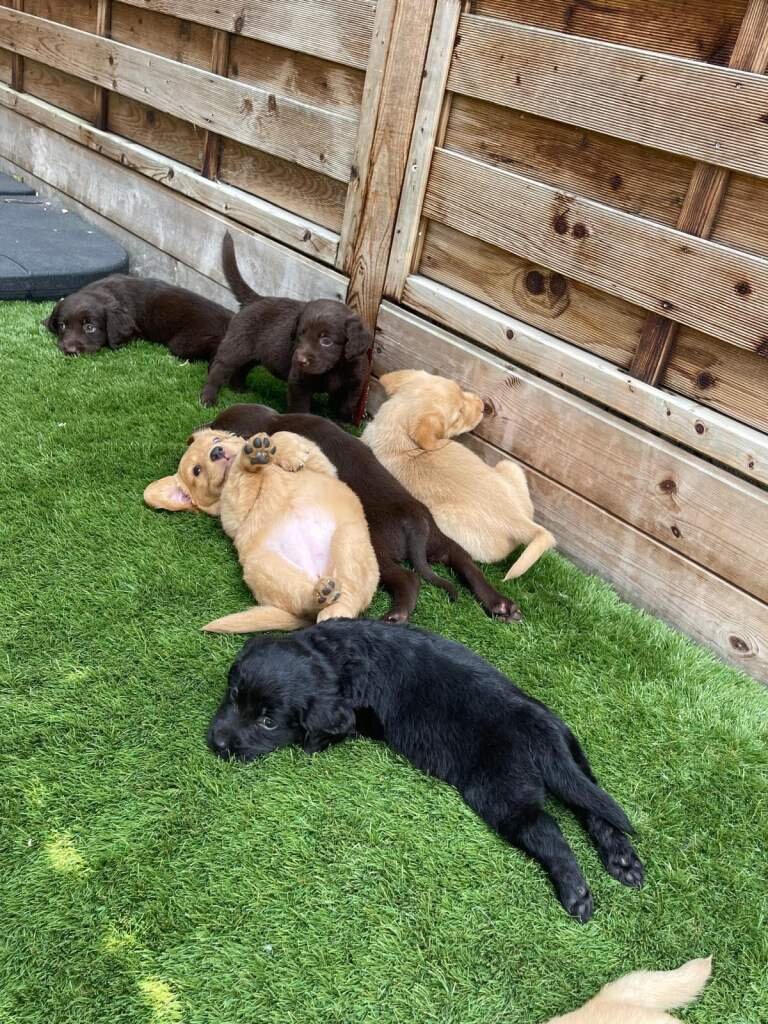 Our beautiful chocolate Labrador Puppies image 1