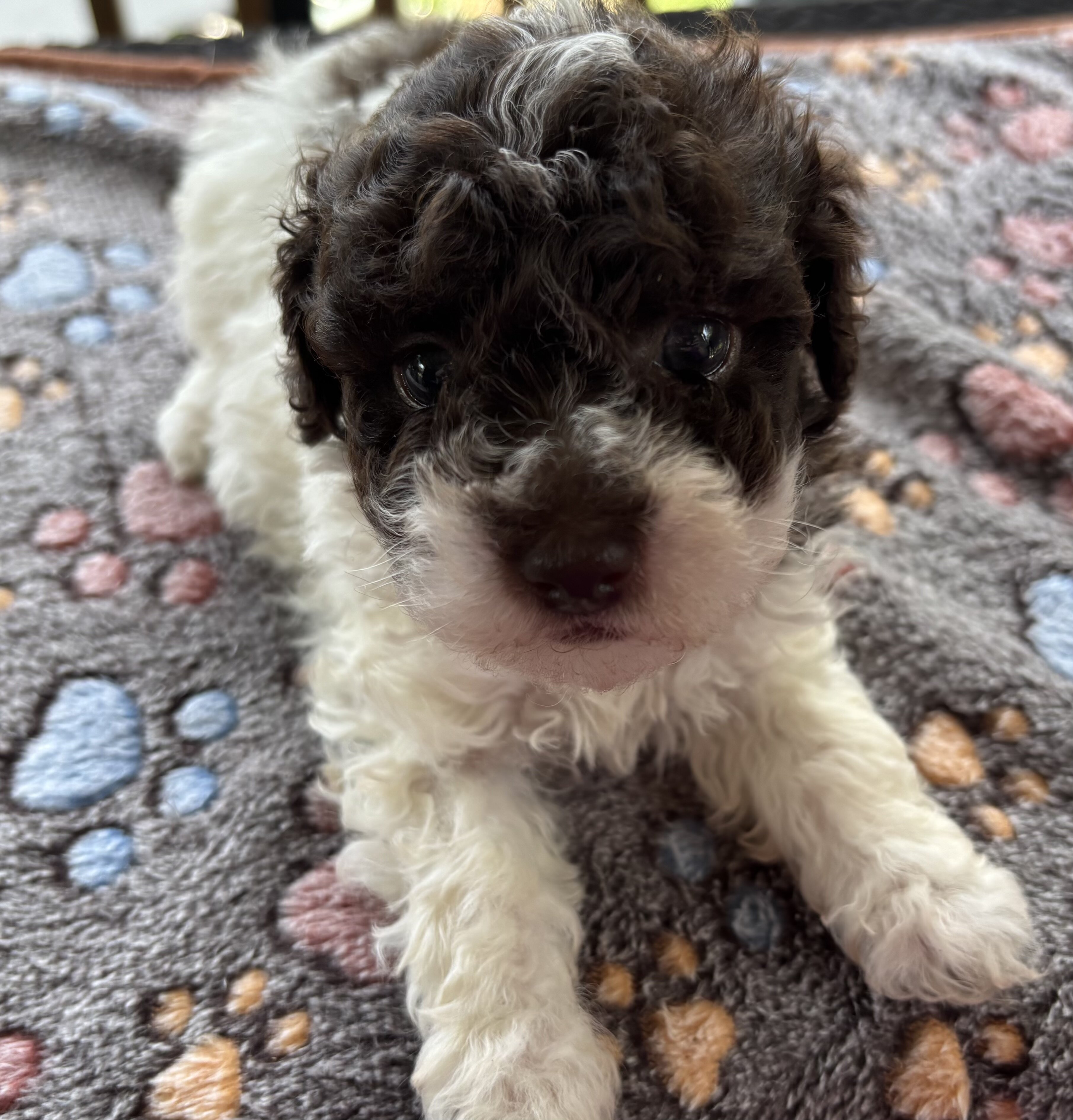 Toy poodles image 7