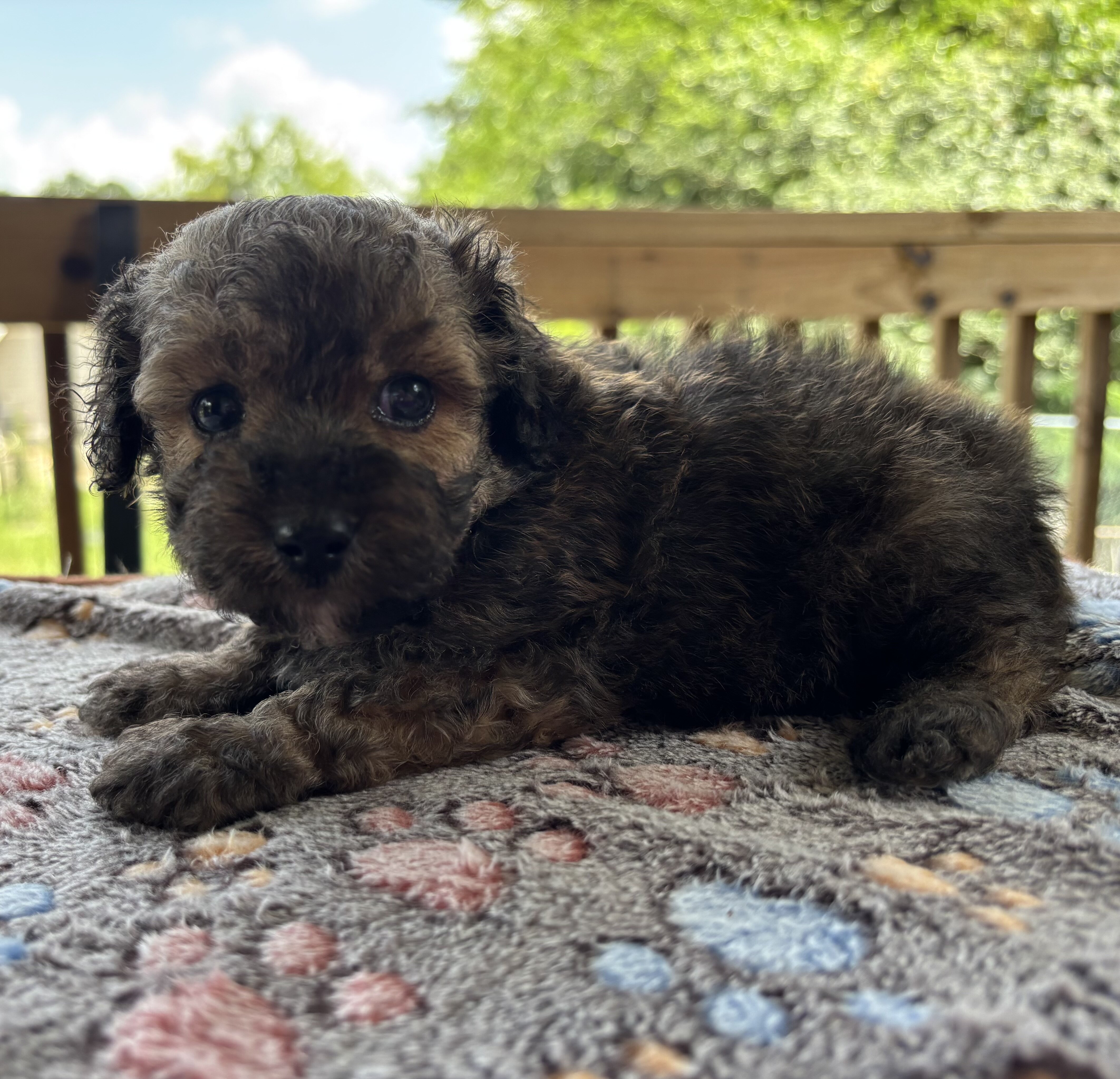 Toy poodles image 6