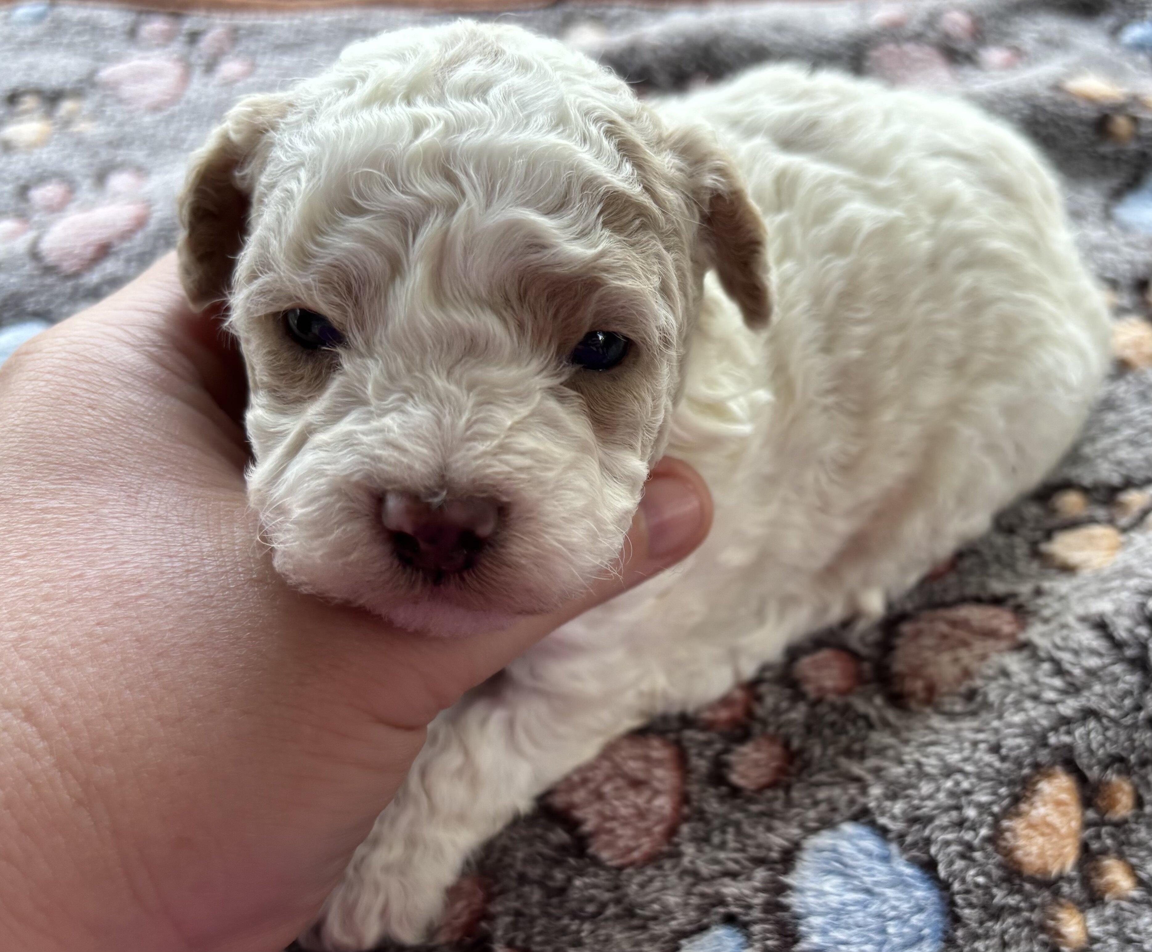 Toy poodles image 3