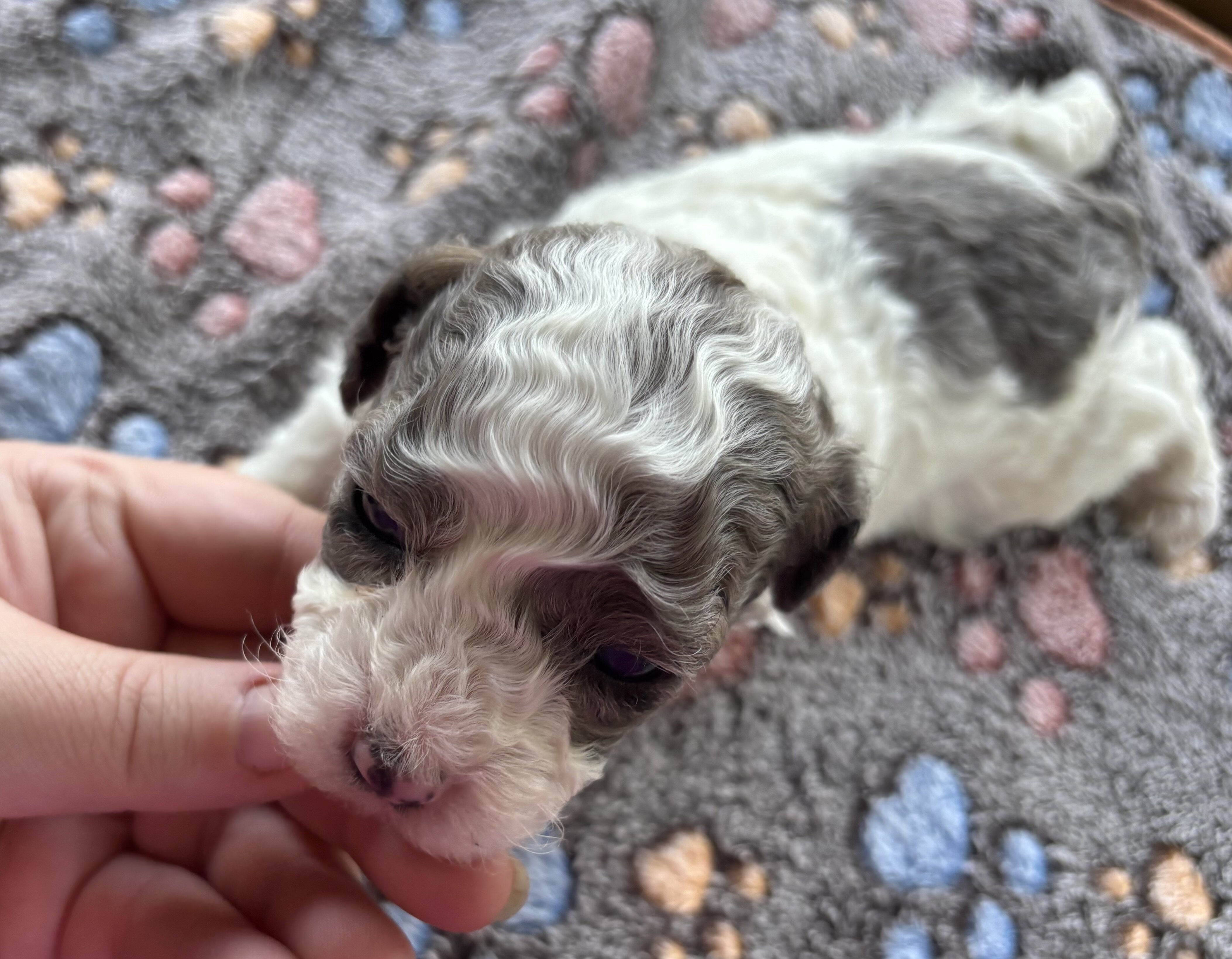 Toy poodles image 1