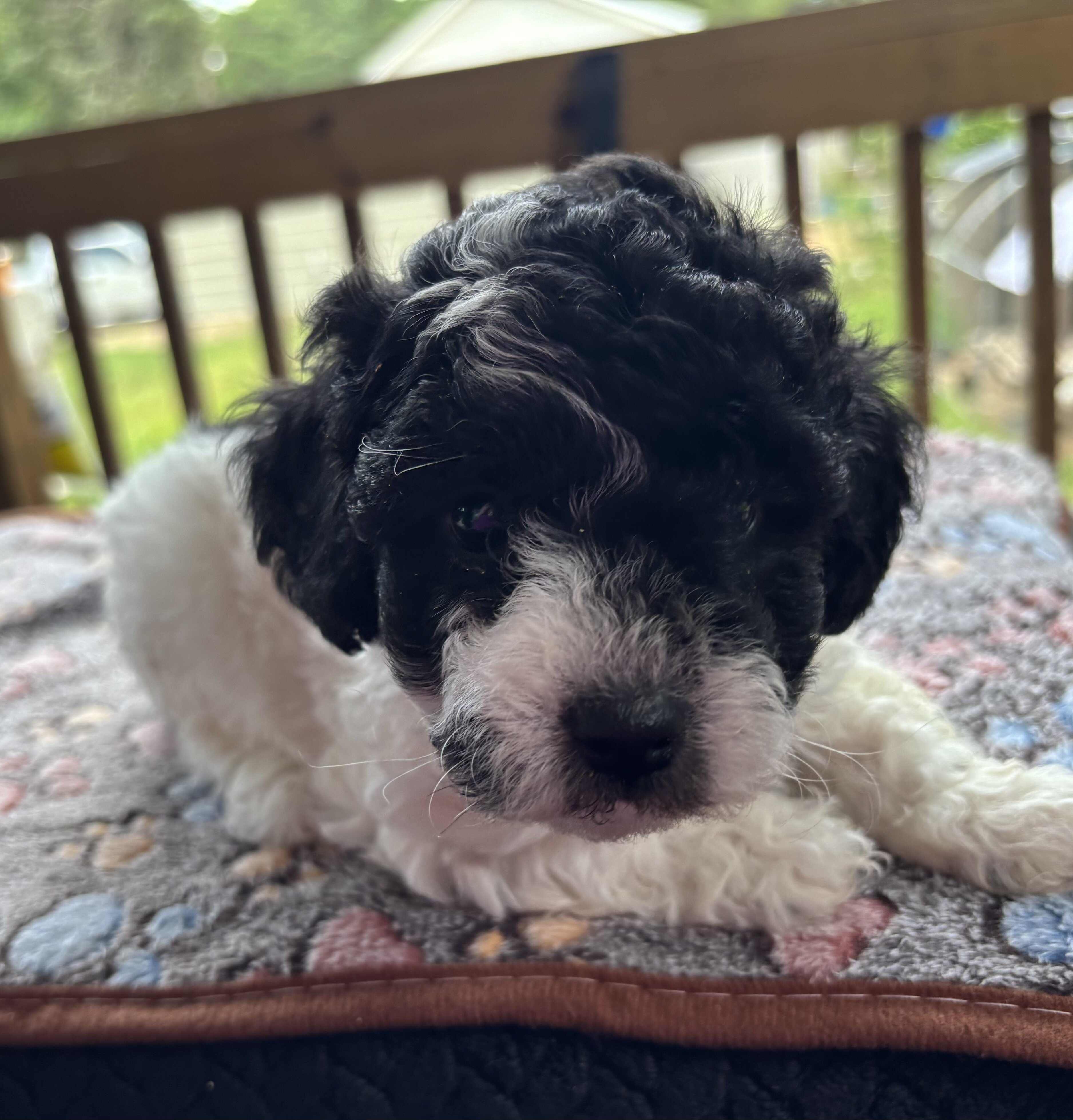 Toy poodles image 2