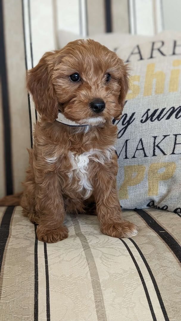 Sweet Cavapoo Puppies image 1