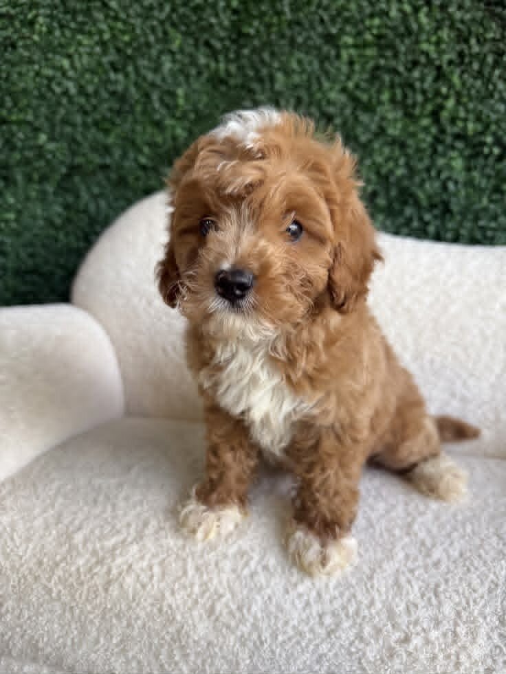 Playful Cavapoo Puppies Available image 1