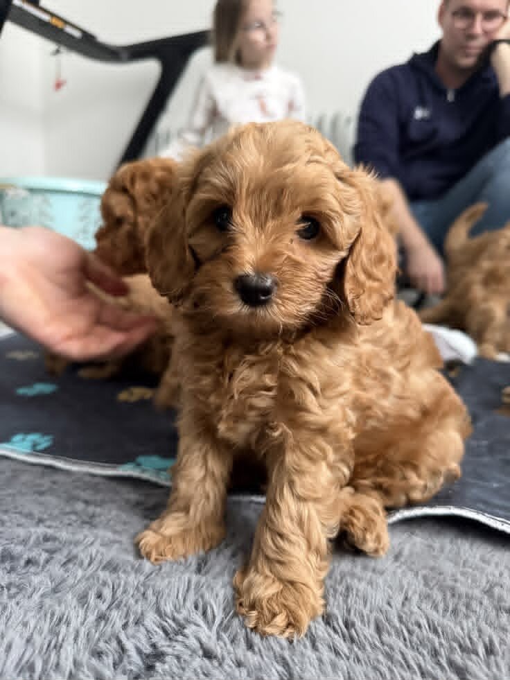 Loving Cavapoo Puppies Ready image 1
