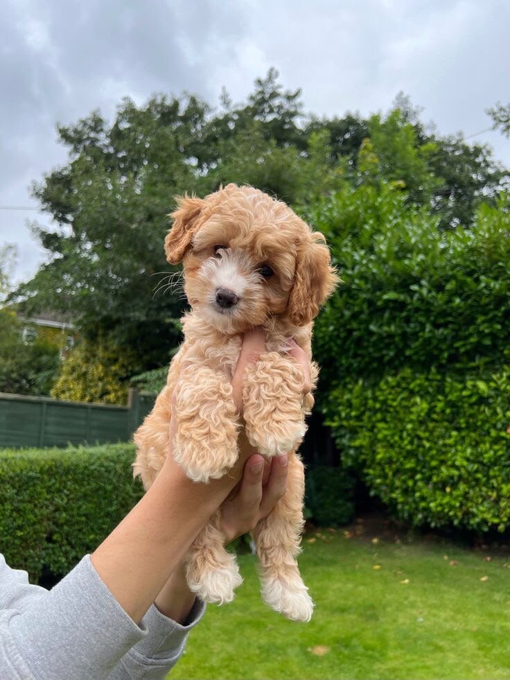 Charming Cavapoo puppies image 1