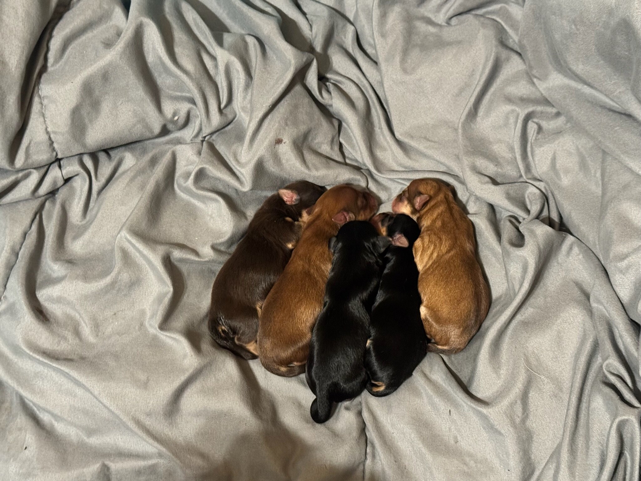 Morkie Puppies image 1