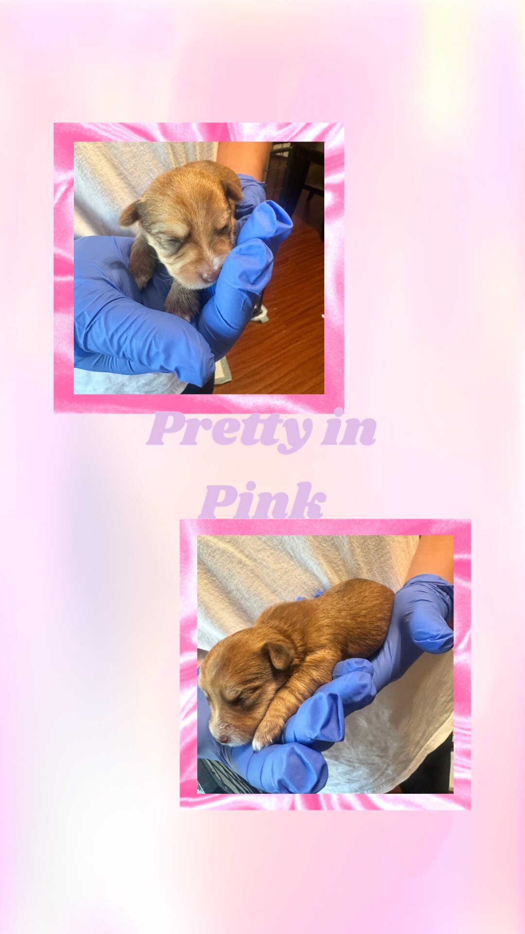Morkie Puppies image 2